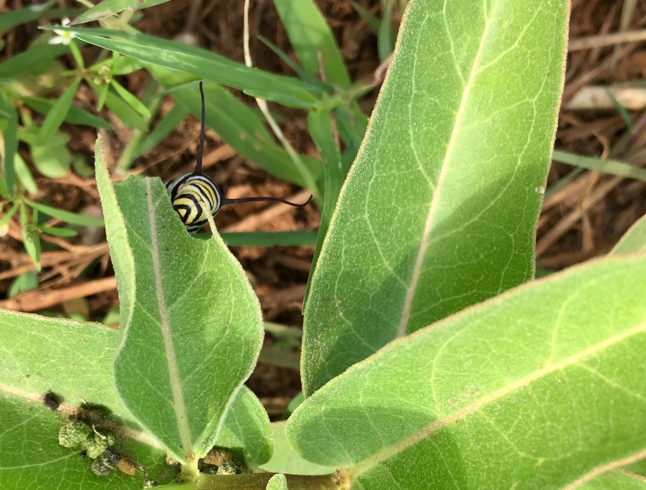 5th instar feeding