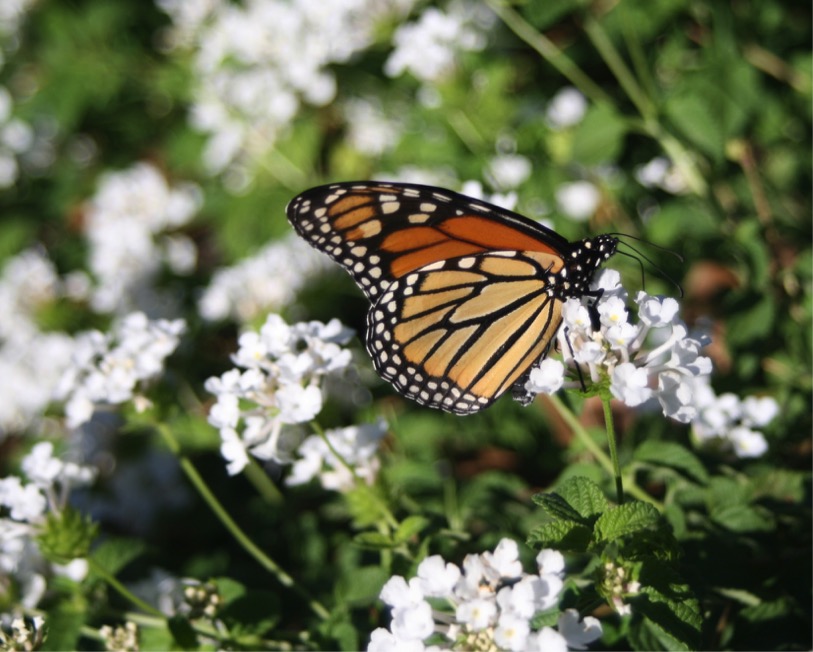 monarch on white lantana cropped