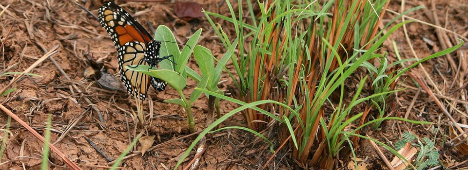 A monarch ovipositing on milkweed (Asclepias viridis) in a summer burned plot at the Stillwater Research Range.