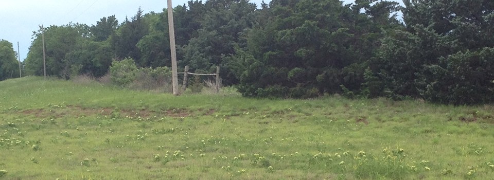 Milkweed (Asclepias viridis) blooming along an Oklahoma roadside during May 2015.